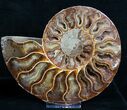 / Inch Split Ammonite Pair #4393-1